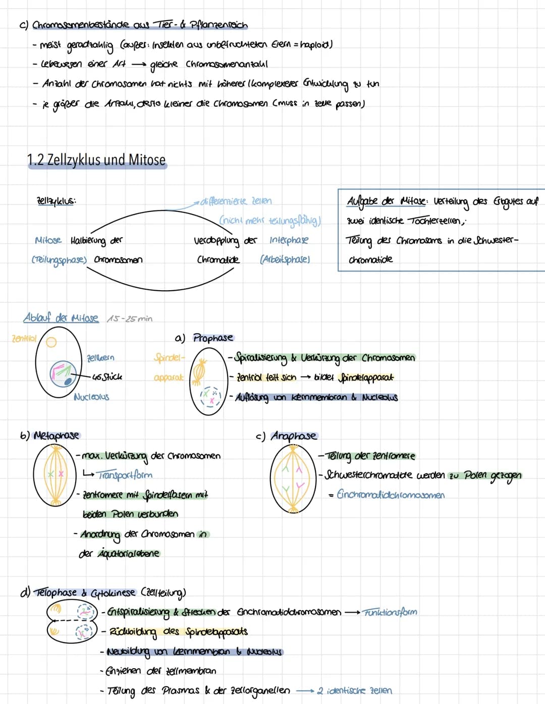 Genetik - Vererbungslehre
1. Einführung
1.1 Definition
Vererbung → Weitergabe der genetischen Information
Mutter
Eizelle
Zygote"
Nachkommen 