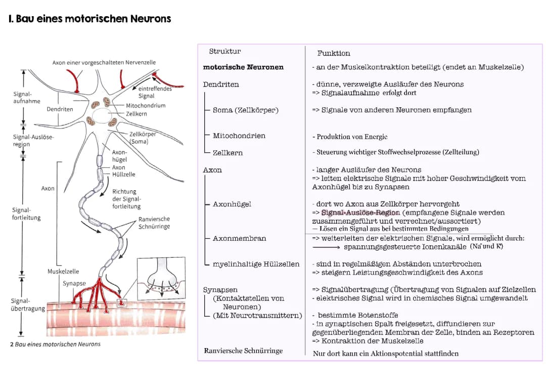 Neurobiologie 