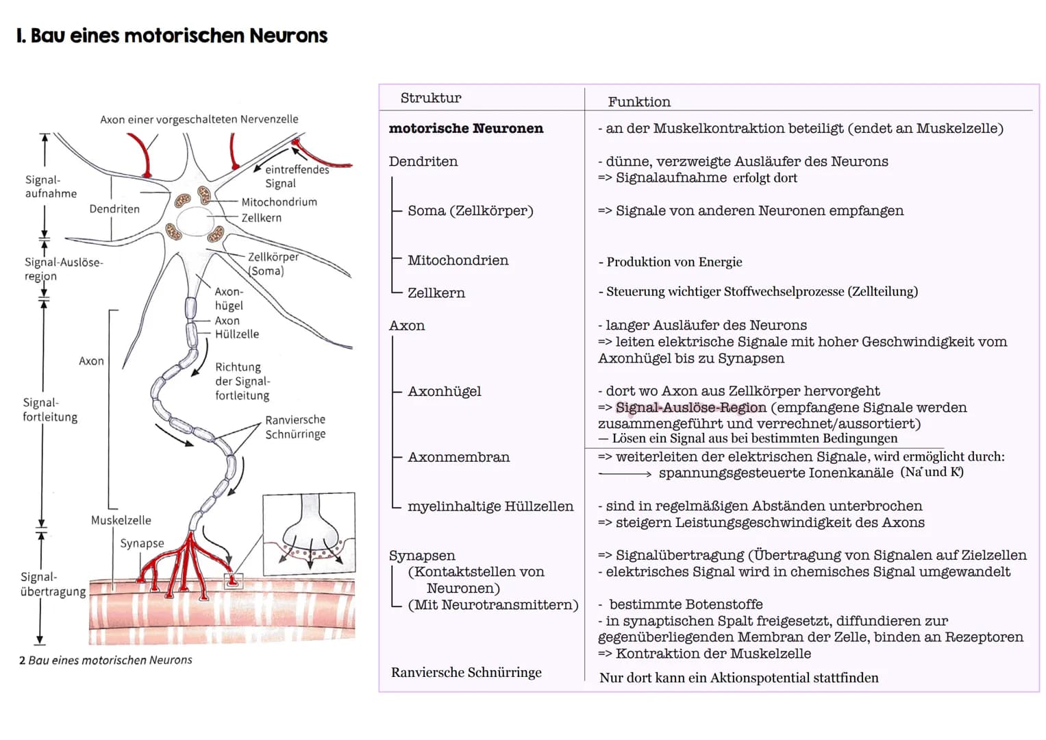 I. Bau eines motorischen Neurons
Signal-
aufnahme
Signal-
fortleitung
Axon einer vorgeschalteten Nervenzelle
Y
Signal-Auslöse-
region
Dendri