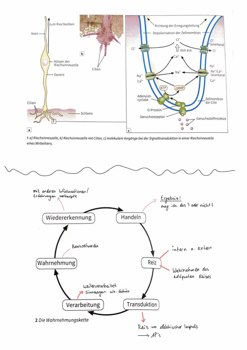 I. Bau eines motorischen Neurons
Signal-
aufnahme
Signal-
fortleitung
Axon einer vorgeschalteten Nervenzelle
Y
Signal-Auslöse-
region
Dendri