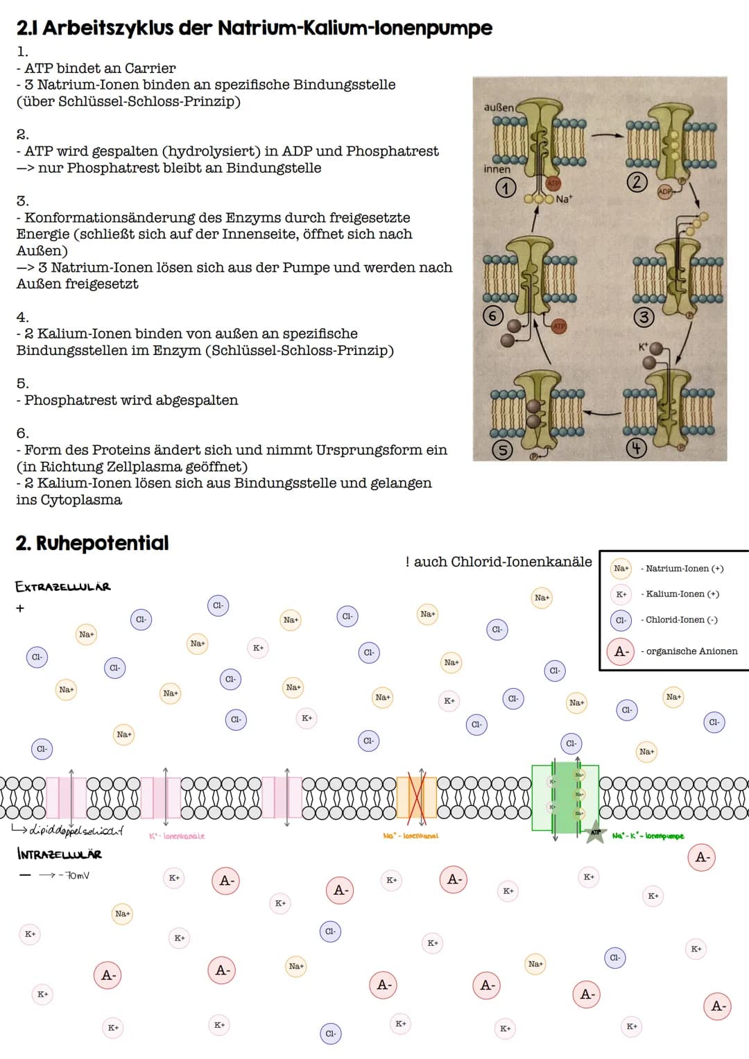 I. Bau eines motorischen Neurons
Signal-
aufnahme
Signal-
fortleitung
Axon einer vorgeschalteten Nervenzelle
Y
Signal-Auslöse-
region
Dendri