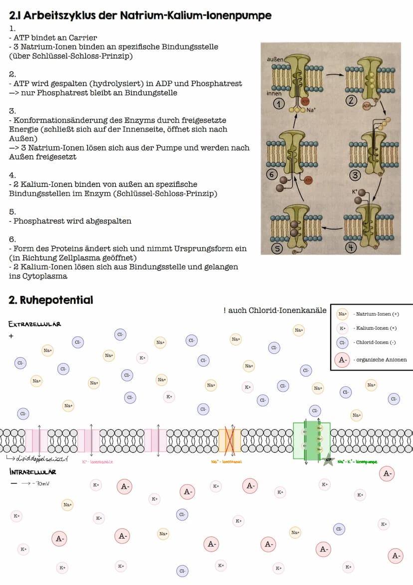 I. Bau eines motorischen Neurons
Signal-
aufnahme
Signal-
fortleitung
Axon einer vorgeschalteten Nervenzelle
Y
Signal-Auslöse-
region
Dendri