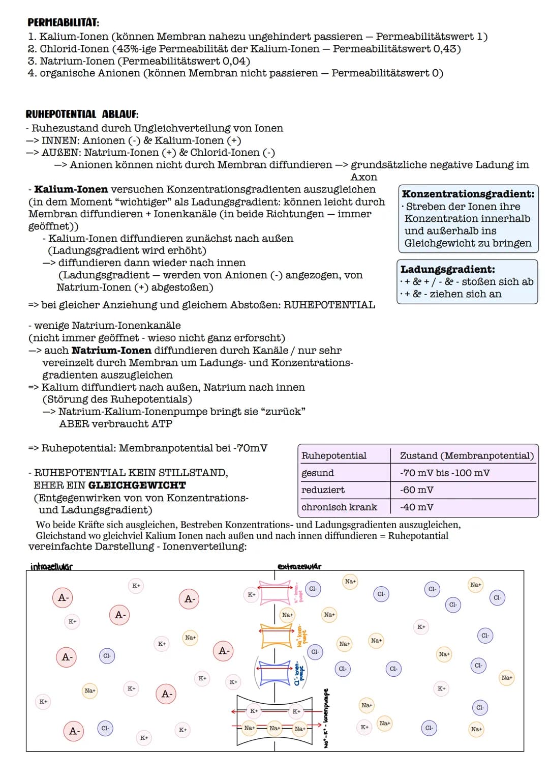 I. Bau eines motorischen Neurons
Signal-
aufnahme
Signal-
fortleitung
Axon einer vorgeschalteten Nervenzelle
Y
Signal-Auslöse-
region
Dendri