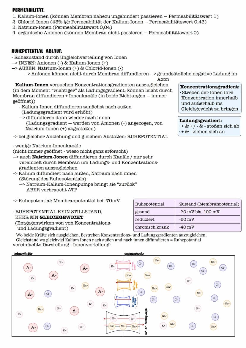 I. Bau eines motorischen Neurons
Signal-
aufnahme
Signal-
fortleitung
Axon einer vorgeschalteten Nervenzelle
Y
Signal-Auslöse-
region
Dendri