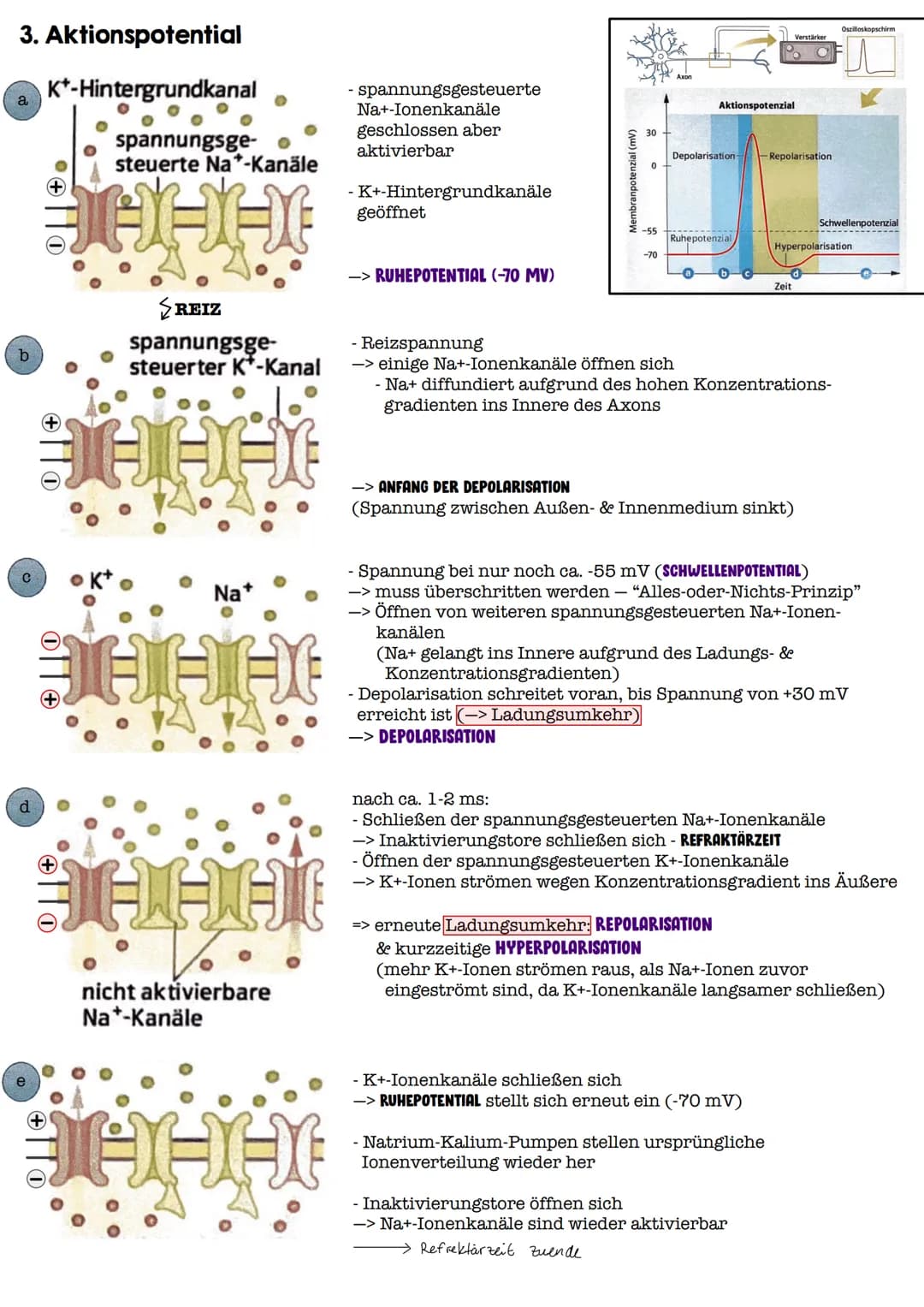 I. Bau eines motorischen Neurons
Signal-
aufnahme
Signal-
fortleitung
Axon einer vorgeschalteten Nervenzelle
Y
Signal-Auslöse-
region
Dendri