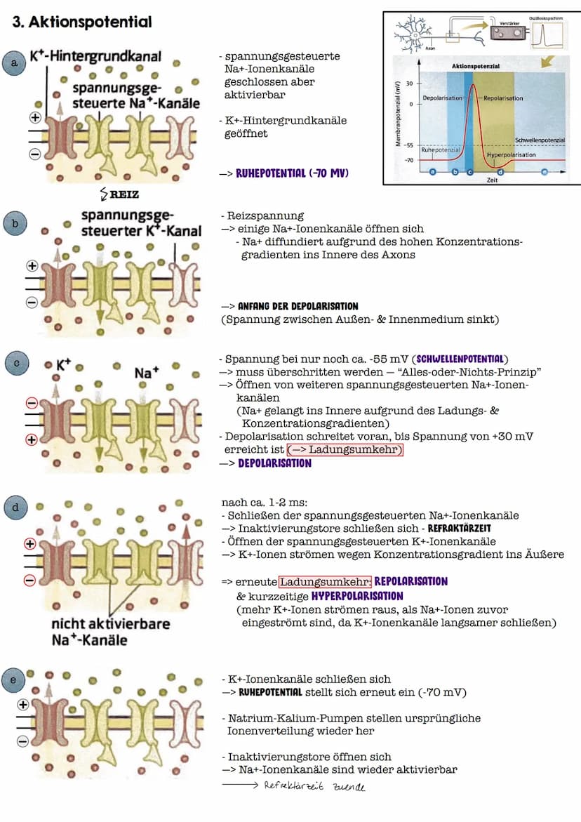 I. Bau eines motorischen Neurons
Signal-
aufnahme
Signal-
fortleitung
Axon einer vorgeschalteten Nervenzelle
Y
Signal-Auslöse-
region
Dendri