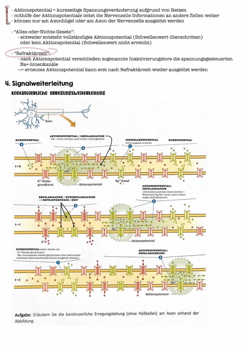 I. Bau eines motorischen Neurons
Signal-
aufnahme
Signal-
fortleitung
Axon einer vorgeschalteten Nervenzelle
Y
Signal-Auslöse-
region
Dendri