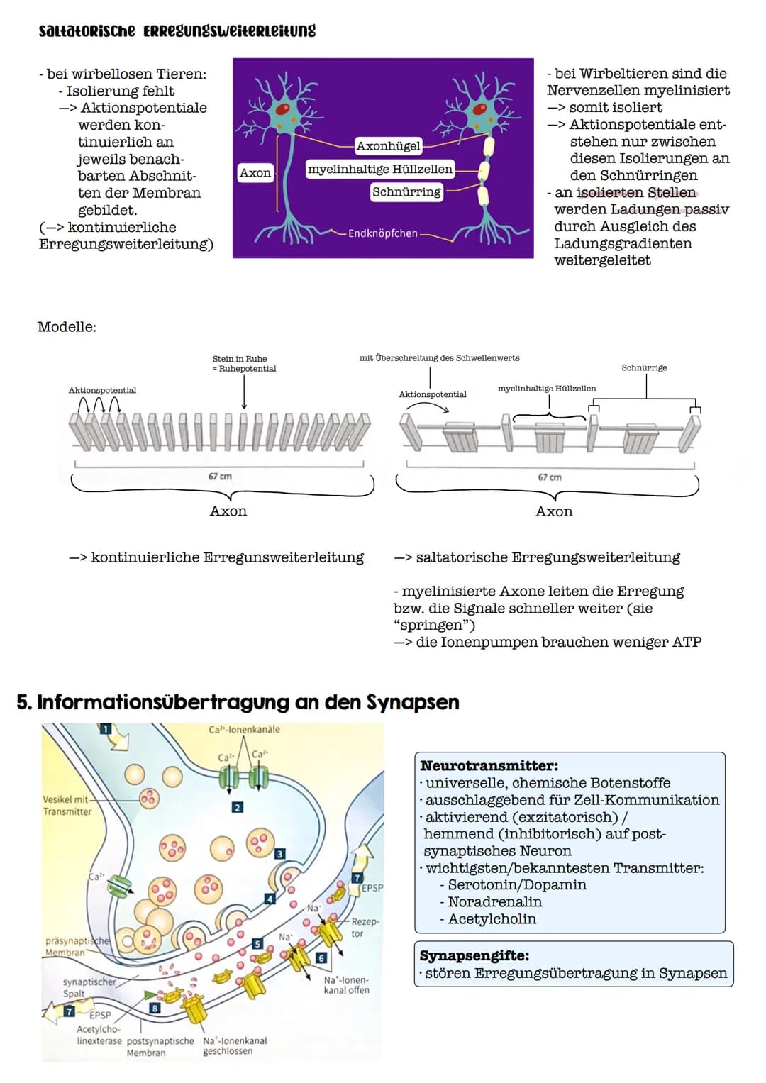 I. Bau eines motorischen Neurons
Signal-
aufnahme
Signal-
fortleitung
Axon einer vorgeschalteten Nervenzelle
Y
Signal-Auslöse-
region
Dendri