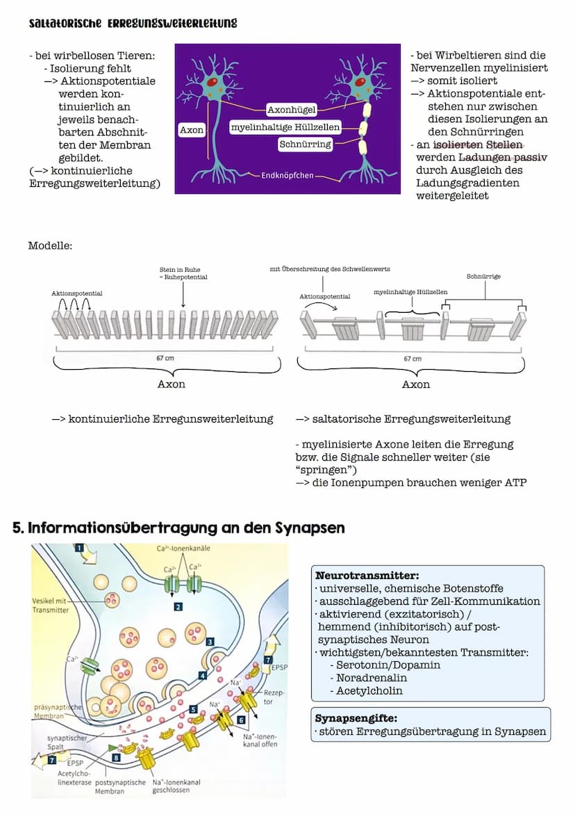 I. Bau eines motorischen Neurons
Signal-
aufnahme
Signal-
fortleitung
Axon einer vorgeschalteten Nervenzelle
Y
Signal-Auslöse-
region
Dendri