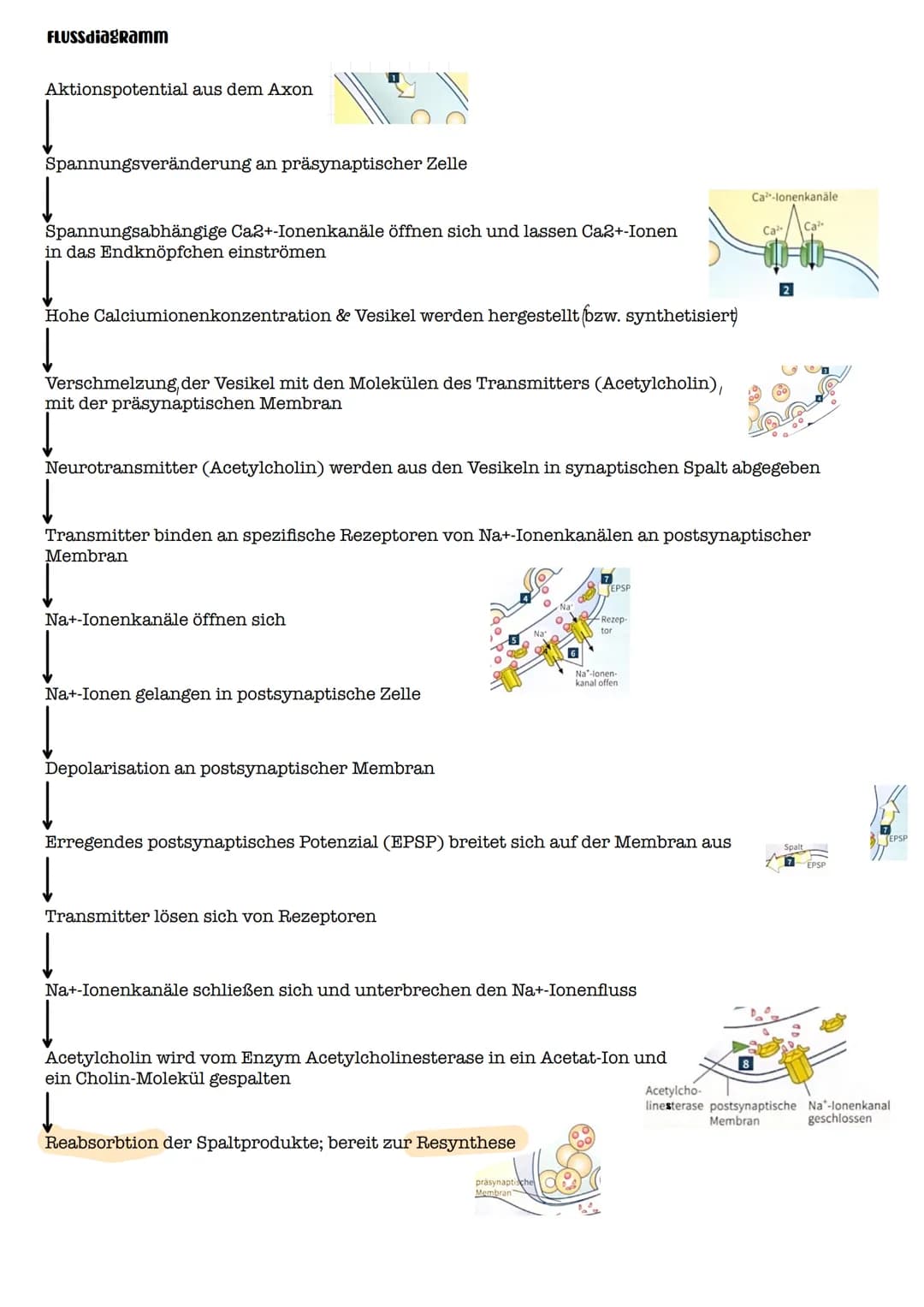I. Bau eines motorischen Neurons
Signal-
aufnahme
Signal-
fortleitung
Axon einer vorgeschalteten Nervenzelle
Y
Signal-Auslöse-
region
Dendri