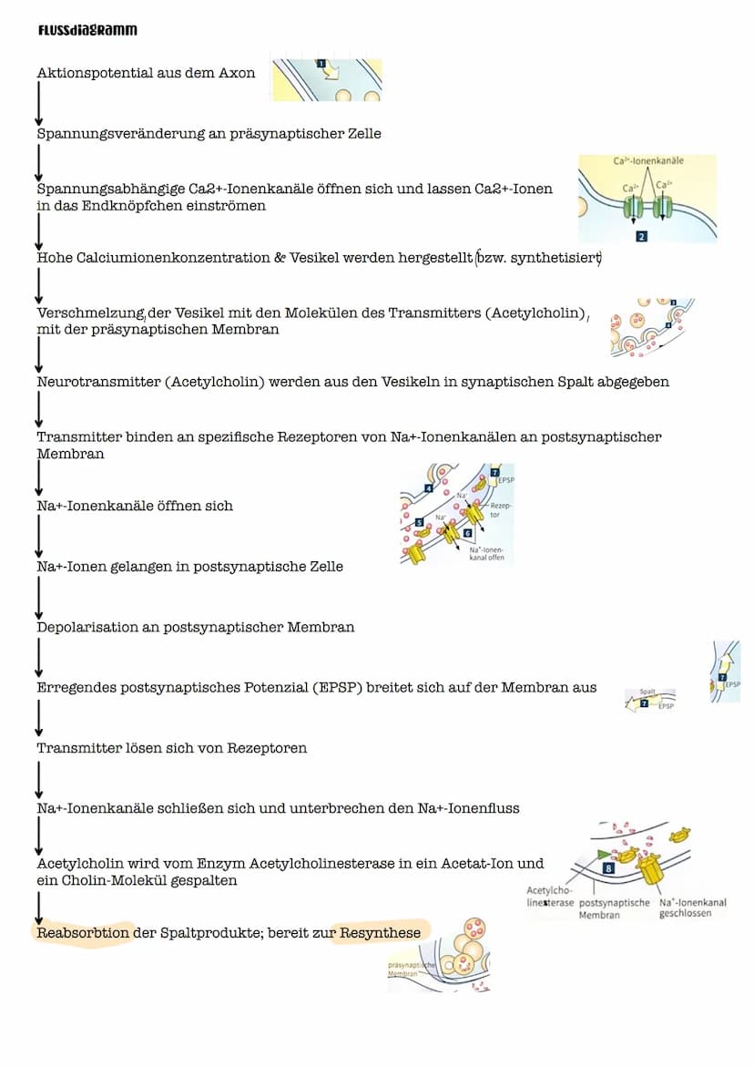 I. Bau eines motorischen Neurons
Signal-
aufnahme
Signal-
fortleitung
Axon einer vorgeschalteten Nervenzelle
Y
Signal-Auslöse-
region
Dendri
