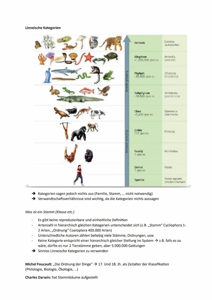 Systematik und Phylogenie
Aristoteles: hat als erstes Tiere in bestimmte Untergruppen eingeteilt und sie kategorisiert →
,,Historia Animaliu