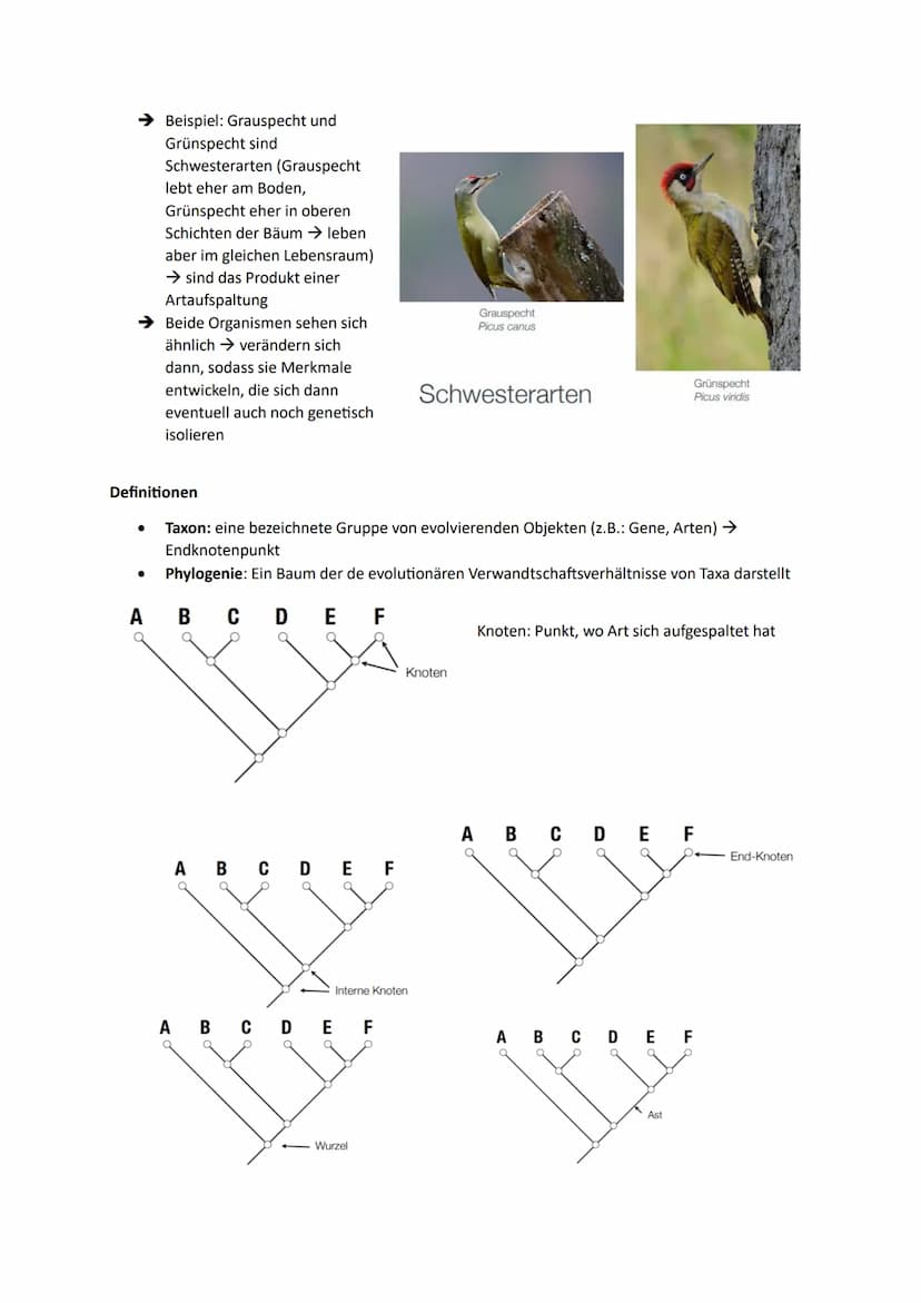 Systematik und Phylogenie
Aristoteles: hat als erstes Tiere in bestimmte Untergruppen eingeteilt und sie kategorisiert →
,,Historia Animaliu