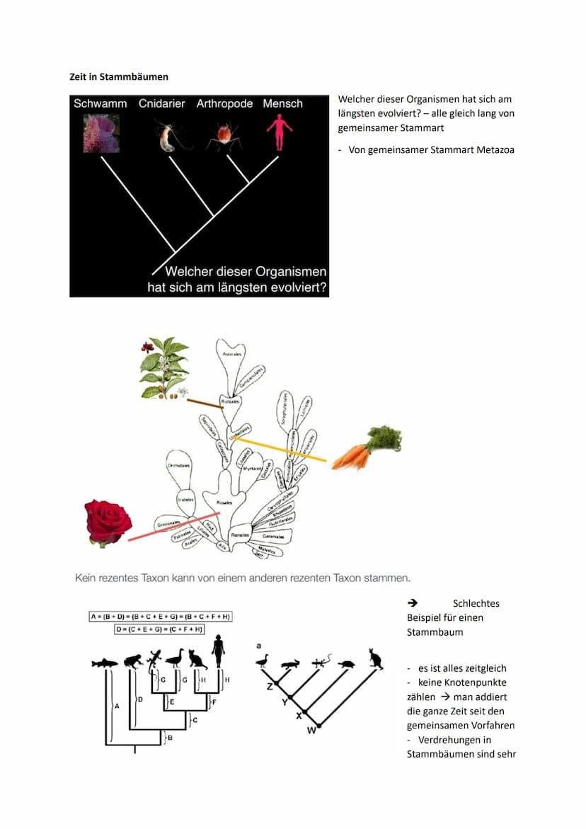 Systematik und Phylogenie
Aristoteles: hat als erstes Tiere in bestimmte Untergruppen eingeteilt und sie kategorisiert →
,,Historia Animaliu