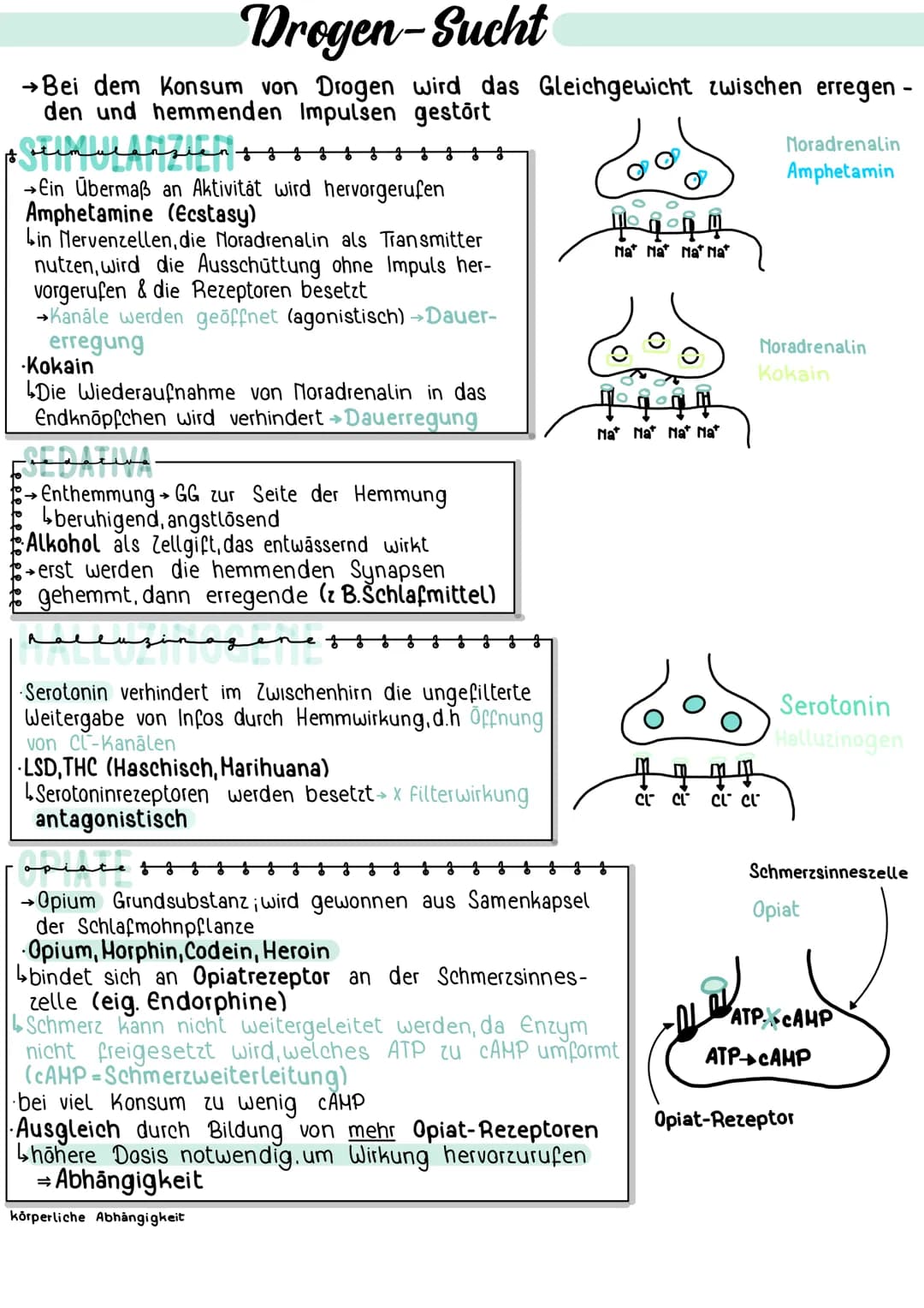 Drogen-Sucht
→Bei dem Konsum von Drogen wird das Gleichgewicht zwischen erregen -
den und hemmenden Impulsen gestört
$ beimulanzien +
→Ein Ü