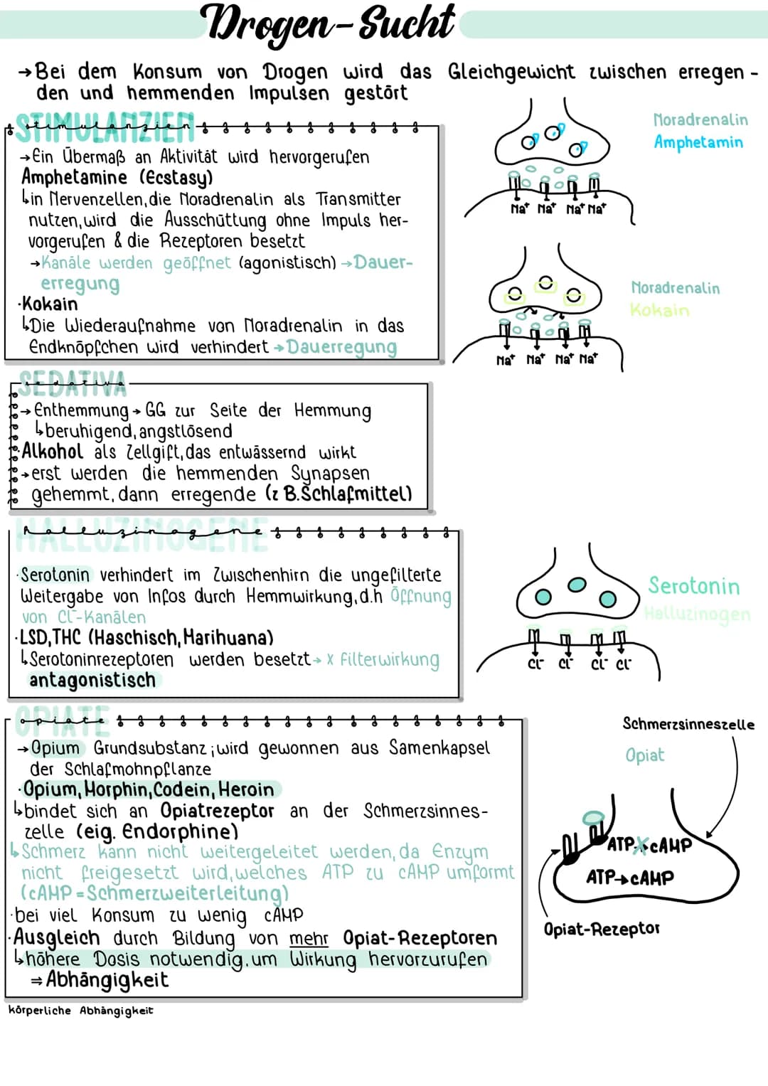 Drogen-Sucht
→Bei dem Konsum von Drogen wird das Gleichgewicht zwischen erregen -
den und hemmenden Impulsen gestört
$ beimulanzien +
→Ein Ü