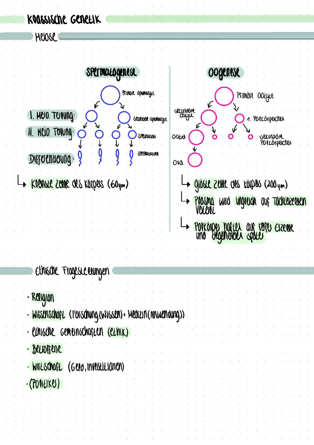 Spermatogenese und Oogenese einfach erklärt - Phasen, Ablauf und Vergleich