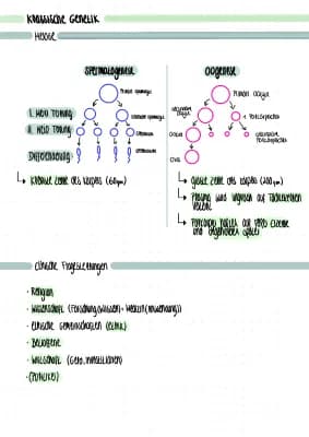 Know Spermatogenese und Oogenese thumbnail