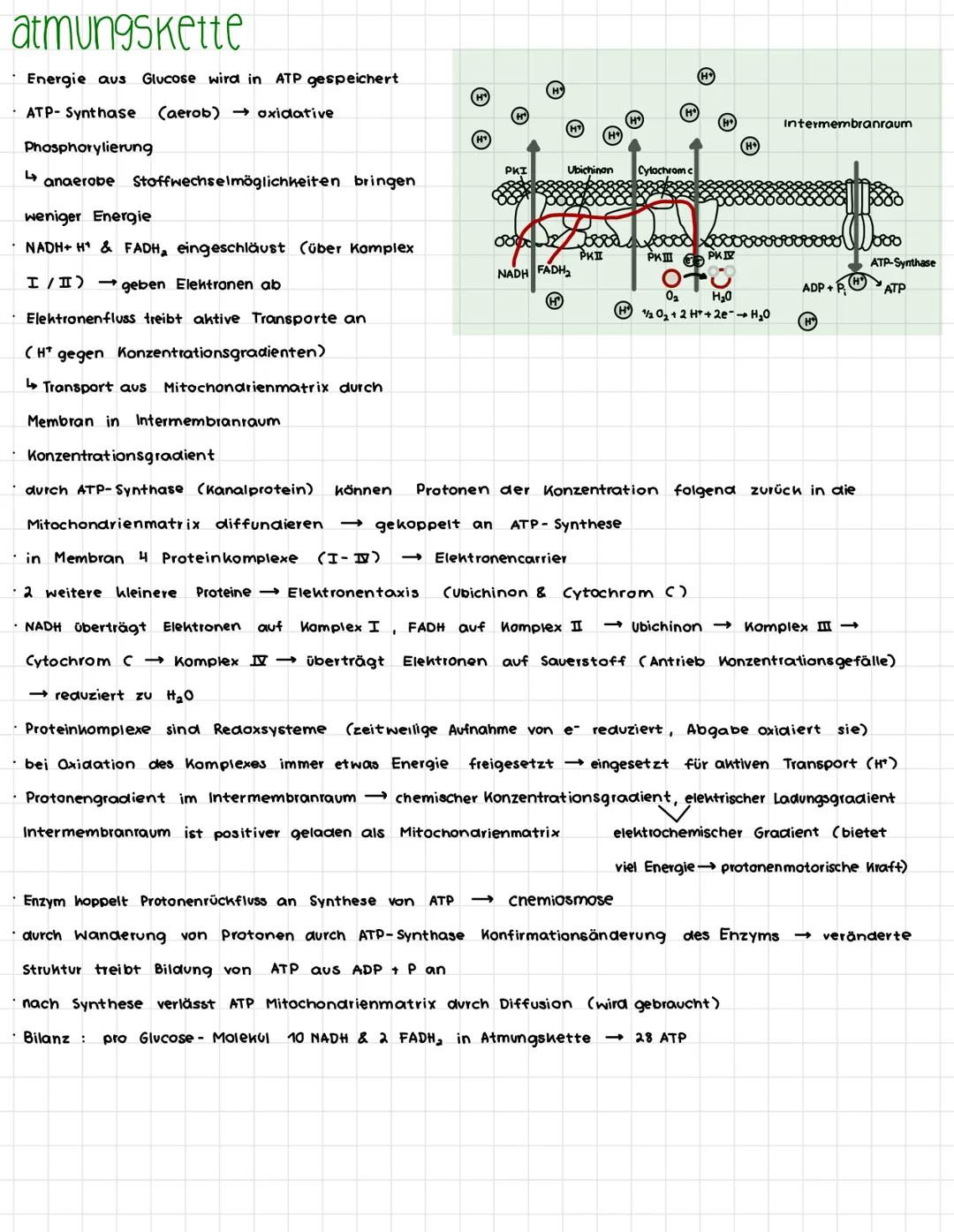 Lernzettel dissimilation / assimilation
Oxidationszanien
Summe der Oxidationszahlen ergibt Molehülladung
· Element Calleine stehend) hat Oxi