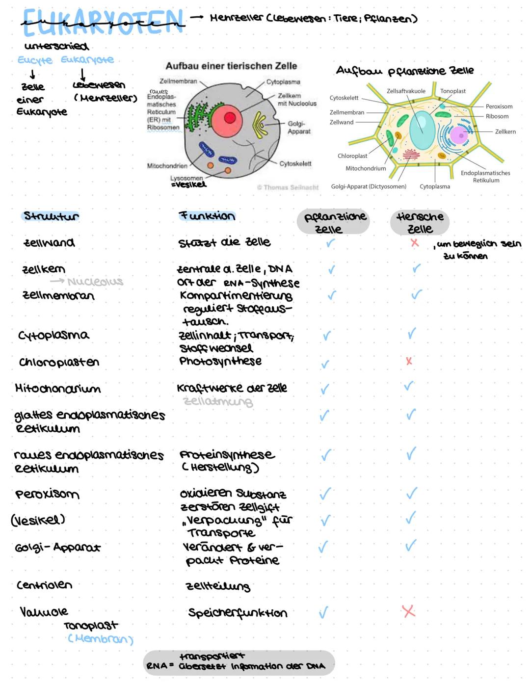 Eukaryoten
unterschied
Eucyte Eukaryote
↓
Zelle
↓
einer
Eukaryote
Struktur
Zellwand
Zellkem
Lebewesen
(Menrzeller)
Núcleolus
Zellmembran
Cyt