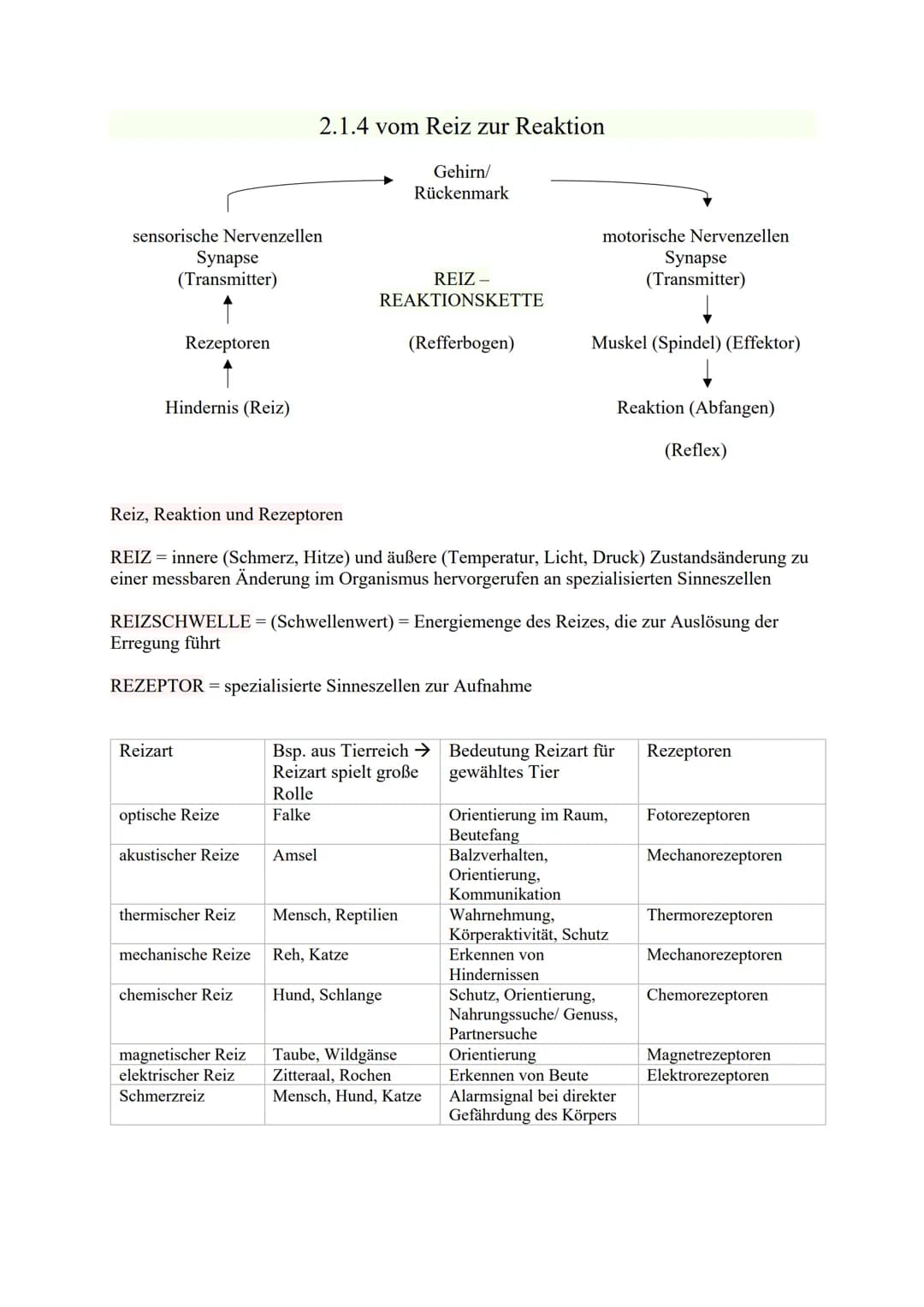 sensorische Nervenzellen
Synapse
(Transmitter)
Rezeptoren
Hindernis (Reiz)
Reizart
optische Reize
akustischer Reize
thermischer Reiz
mechani