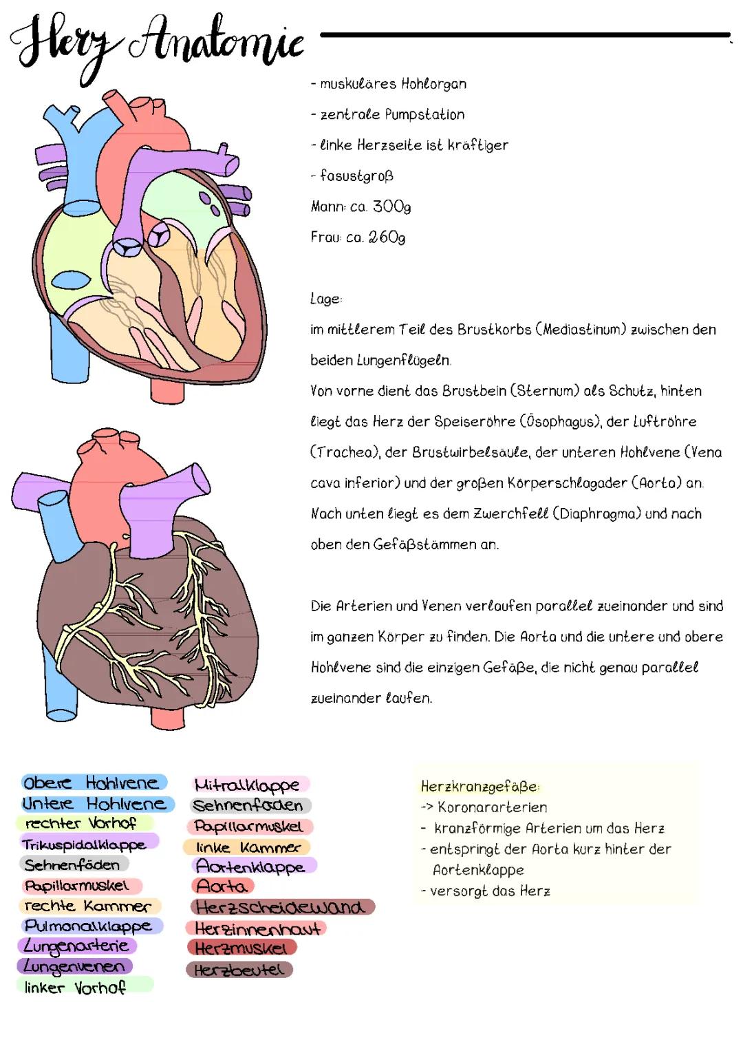 Herz Anatomie und Physiologie einfach erklärt: Alles über das Herz, Herzklappen und mehr