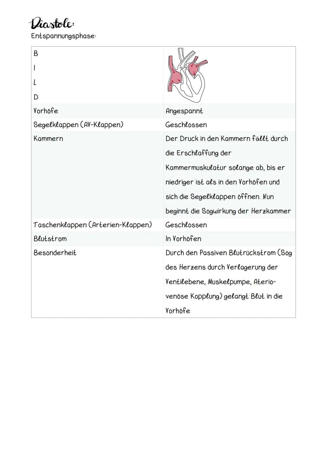 Hery Anatomic
Obere Hohlvene
Mitralklappe
Untere Hohlvene Sehnenfaden
rechter Vorhof
Papillarmuskel
linke Kammer
Aortenklappe
Aorta
Trikuspi
