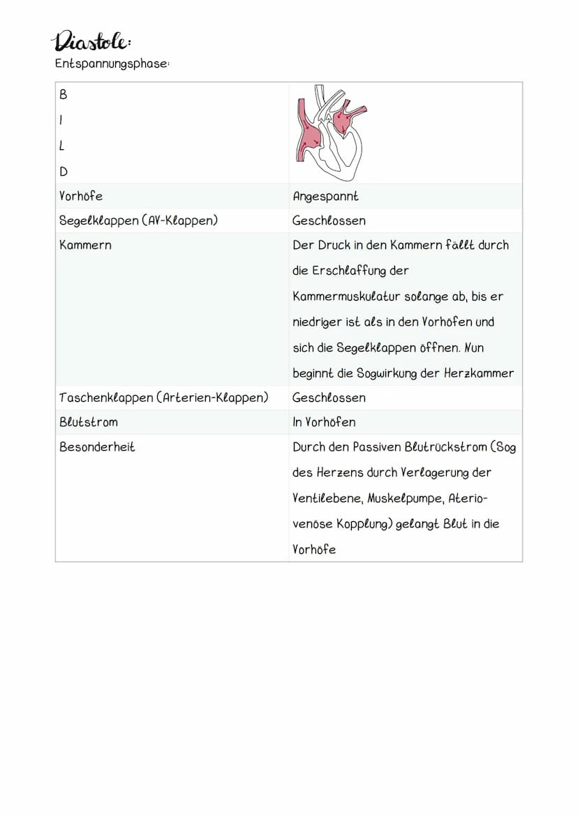 Hery Anatomic
Obere Hohlvene
Mitralklappe
Untere Hohlvene Sehnenfaden
rechter Vorhof
Papillarmuskel
linke Kammer
Aortenklappe
Aorta
Trikuspi