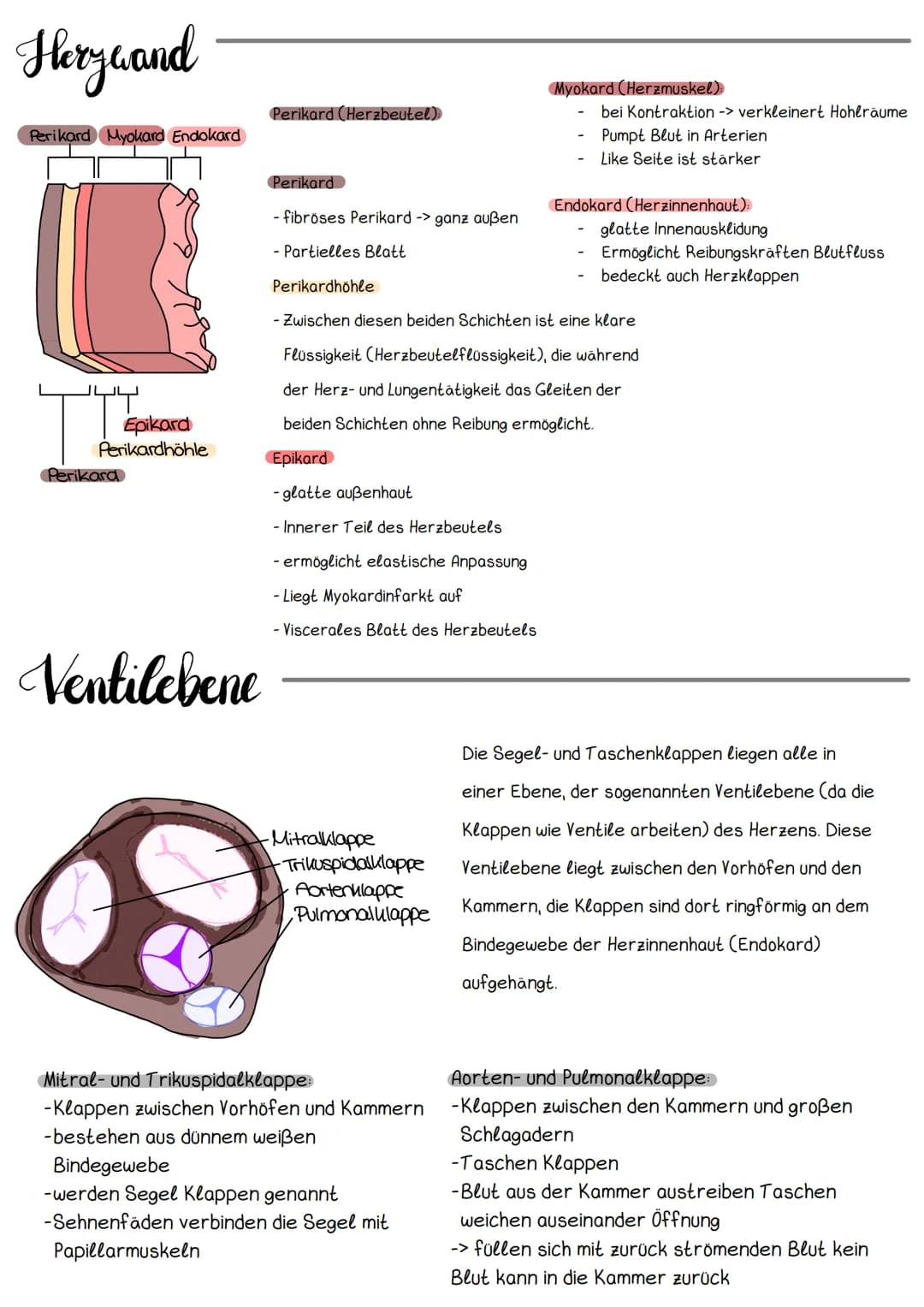 Hery Anatomic
Obere Hohlvene
Mitralklappe
Untere Hohlvene Sehnenfaden
rechter Vorhof
Papillarmuskel
linke Kammer
Aortenklappe
Aorta
Trikuspi
