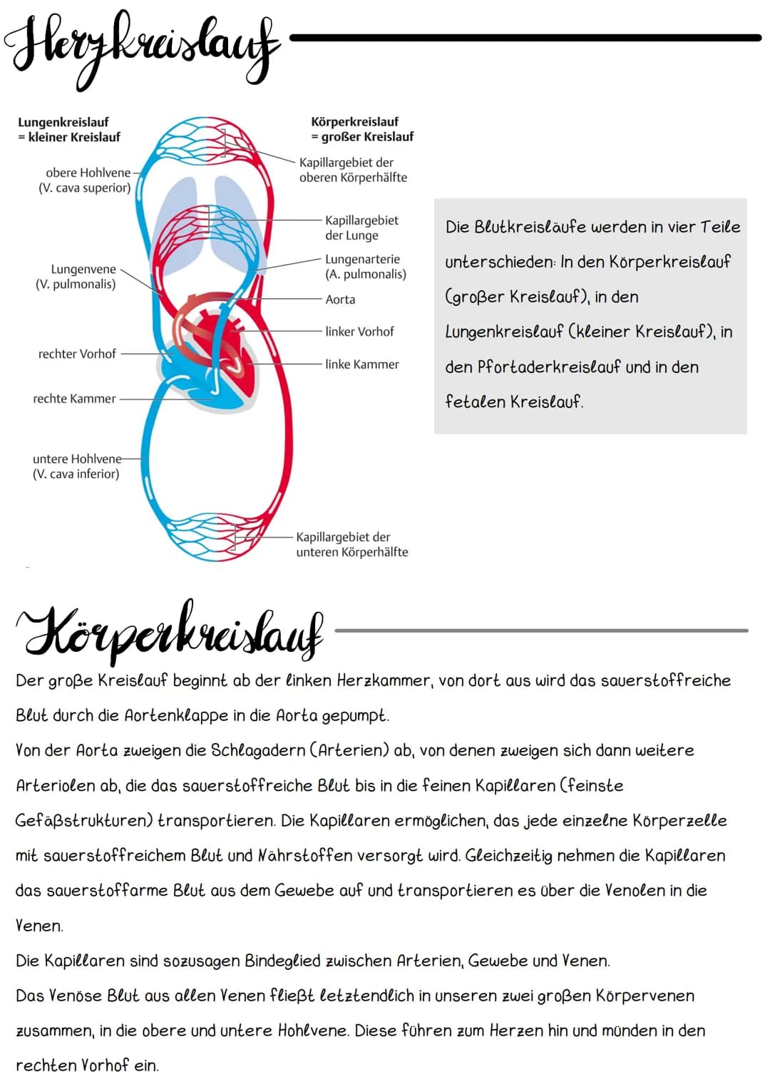 Hery Anatomic
Obere Hohlvene
Mitralklappe
Untere Hohlvene Sehnenfaden
rechter Vorhof
Papillarmuskel
linke Kammer
Aortenklappe
Aorta
Trikuspi