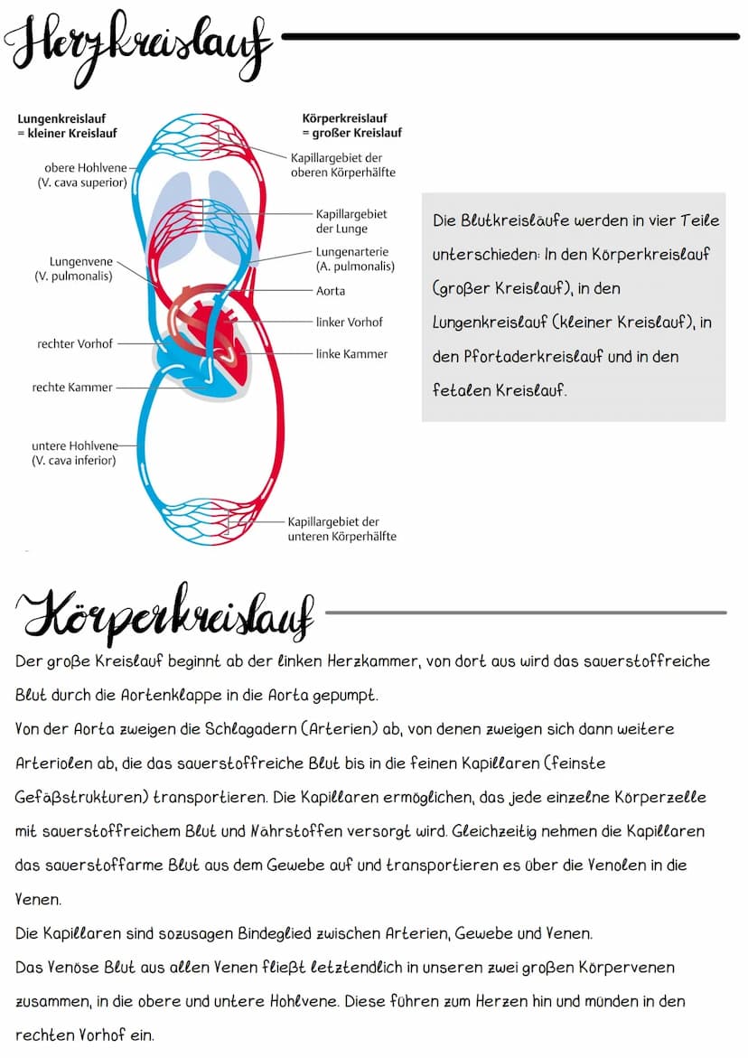 Hery Anatomic
Obere Hohlvene
Mitralklappe
Untere Hohlvene Sehnenfaden
rechter Vorhof
Papillarmuskel
linke Kammer
Aortenklappe
Aorta
Trikuspi