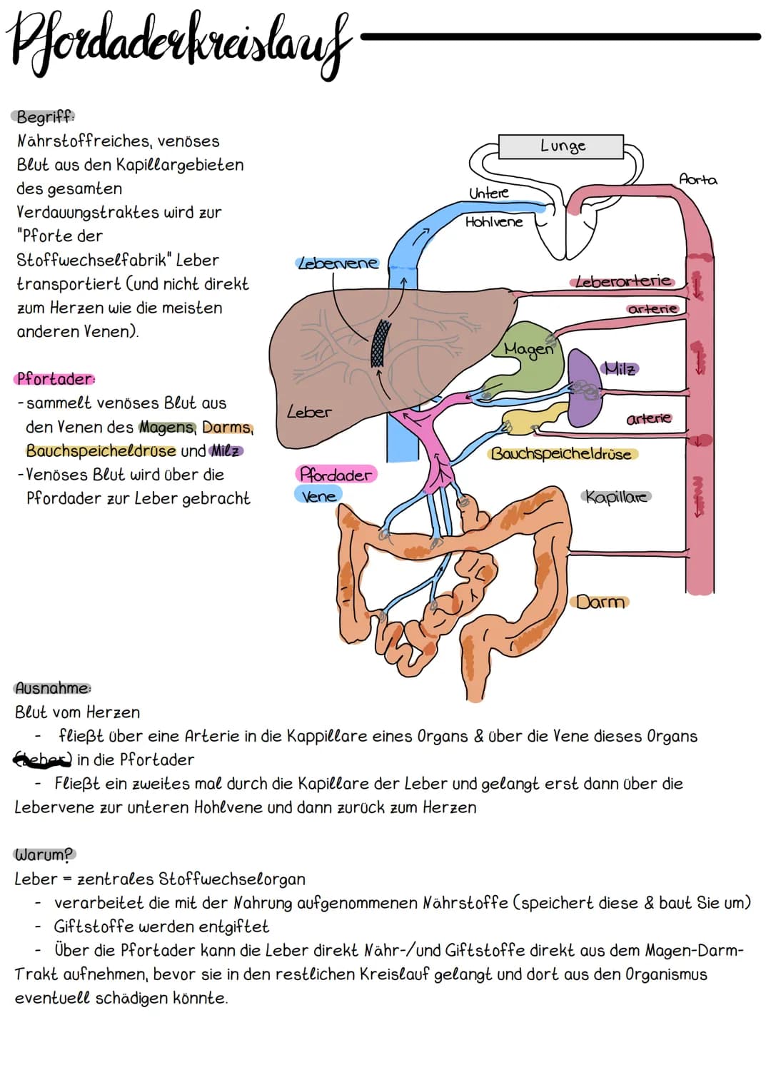 Hery Anatomic
Obere Hohlvene
Mitralklappe
Untere Hohlvene Sehnenfaden
rechter Vorhof
Papillarmuskel
linke Kammer
Aortenklappe
Aorta
Trikuspi