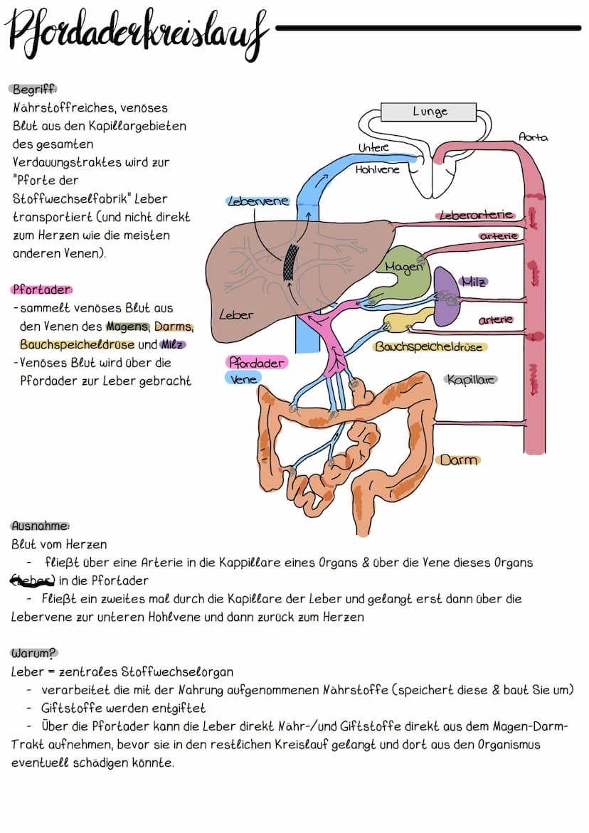 Hery Anatomic
Obere Hohlvene
Mitralklappe
Untere Hohlvene Sehnenfaden
rechter Vorhof
Papillarmuskel
linke Kammer
Aortenklappe
Aorta
Trikuspi