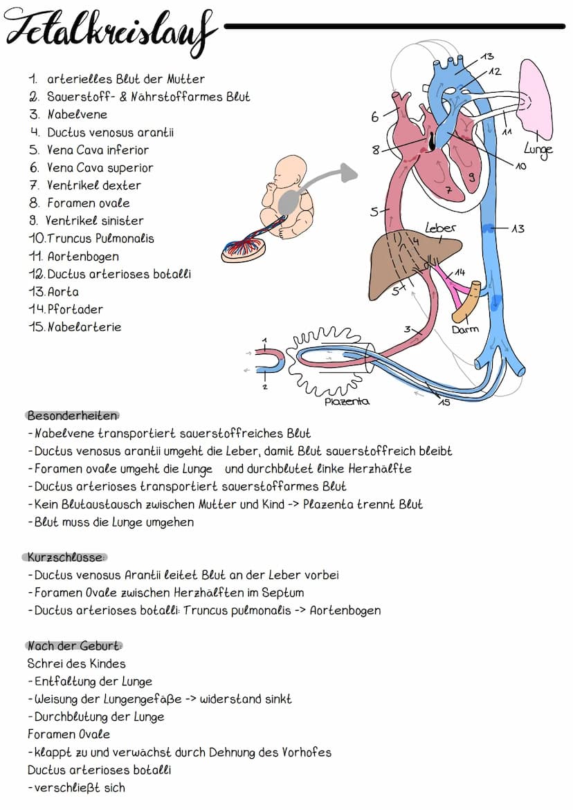 Hery Anatomic
Obere Hohlvene
Mitralklappe
Untere Hohlvene Sehnenfaden
rechter Vorhof
Papillarmuskel
linke Kammer
Aortenklappe
Aorta
Trikuspi