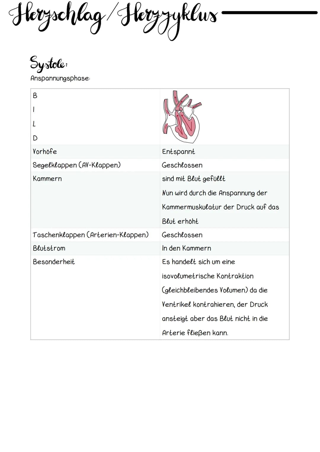 Hery Anatomic
Obere Hohlvene
Mitralklappe
Untere Hohlvene Sehnenfaden
rechter Vorhof
Papillarmuskel
linke Kammer
Aortenklappe
Aorta
Trikuspi