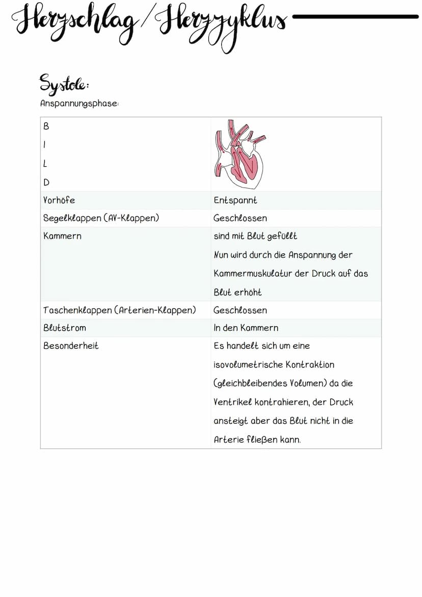 Hery Anatomic
Obere Hohlvene
Mitralklappe
Untere Hohlvene Sehnenfaden
rechter Vorhof
Papillarmuskel
linke Kammer
Aortenklappe
Aorta
Trikuspi