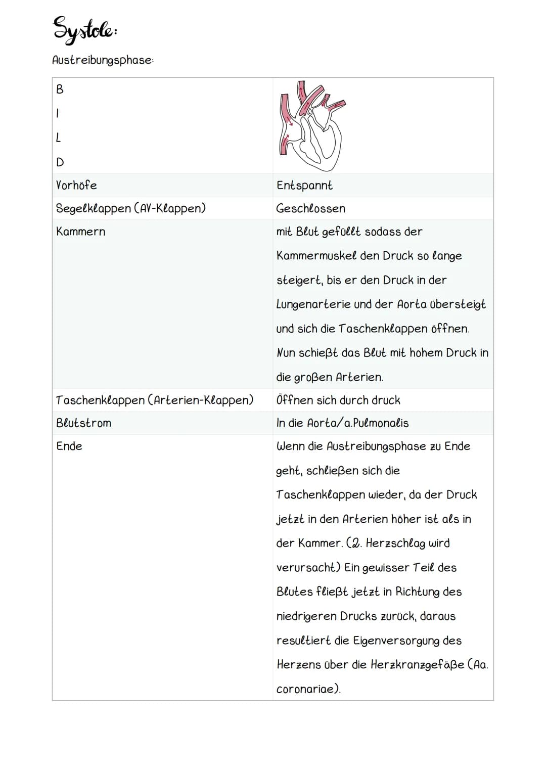 Hery Anatomic
Obere Hohlvene
Mitralklappe
Untere Hohlvene Sehnenfaden
rechter Vorhof
Papillarmuskel
linke Kammer
Aortenklappe
Aorta
Trikuspi