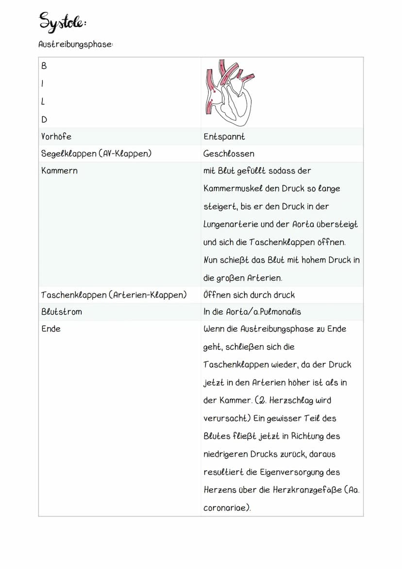 Hery Anatomic
Obere Hohlvene
Mitralklappe
Untere Hohlvene Sehnenfaden
rechter Vorhof
Papillarmuskel
linke Kammer
Aortenklappe
Aorta
Trikuspi