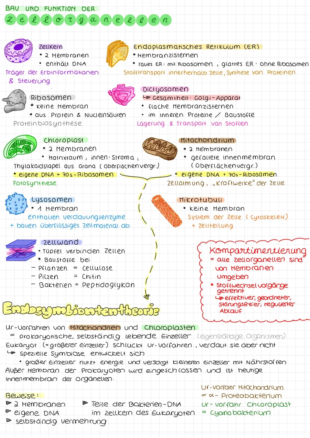 Biologie arbeit nr. 1.
Endoplasmah'sches
Retikulum (ER)
Chloroplast
Mitochondrium.
Cytoplasma
Zellmembran
(pflanzliche zelle)
«moleküle
cles