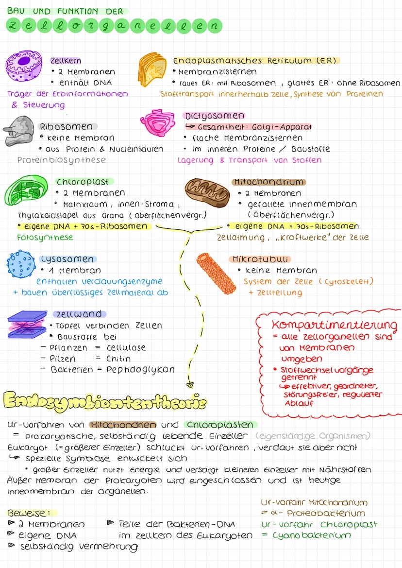 Biologie arbeit nr. 1.
Endoplasmah'sches
Retikulum (ER)
Chloroplast
Mitochondrium.
Cytoplasma
Zellmembran
(pflanzliche zelle)
«moleküle
cles
