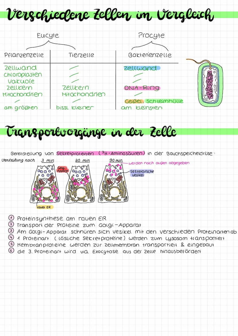Biologie arbeit nr. 1.
Endoplasmah'sches
Retikulum (ER)
Chloroplast
Mitochondrium.
Cytoplasma
Zellmembran
(pflanzliche zelle)
«moleküle
cles