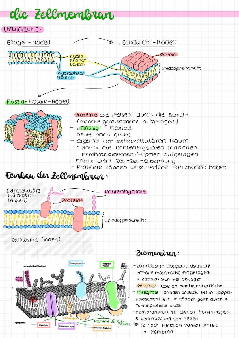 Biologie arbeit nr. 1.
Endoplasmah'sches
Retikulum (ER)
Chloroplast
Mitochondrium.
Cytoplasma
Zellmembran
(pflanzliche zelle)
«moleküle
cles