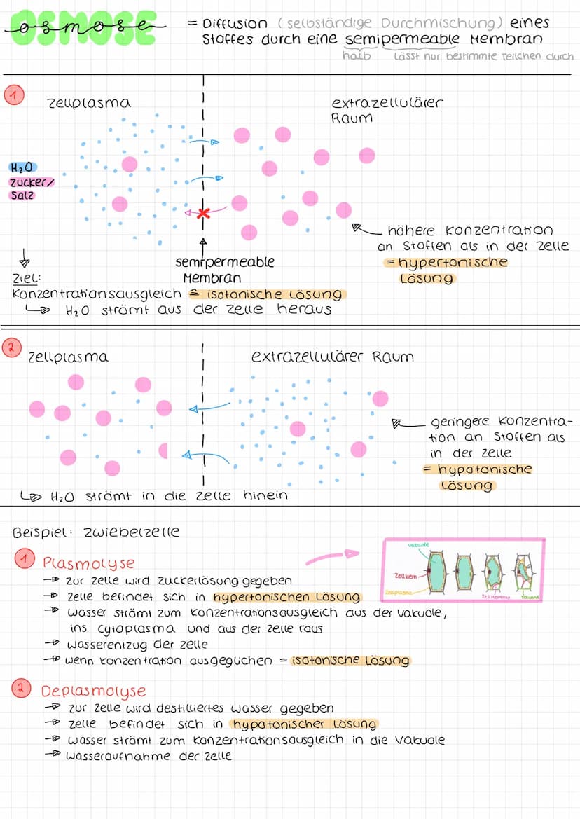 Biologie arbeit nr. 1.
Endoplasmah'sches
Retikulum (ER)
Chloroplast
Mitochondrium.
Cytoplasma
Zellmembran
(pflanzliche zelle)
«moleküle
cles