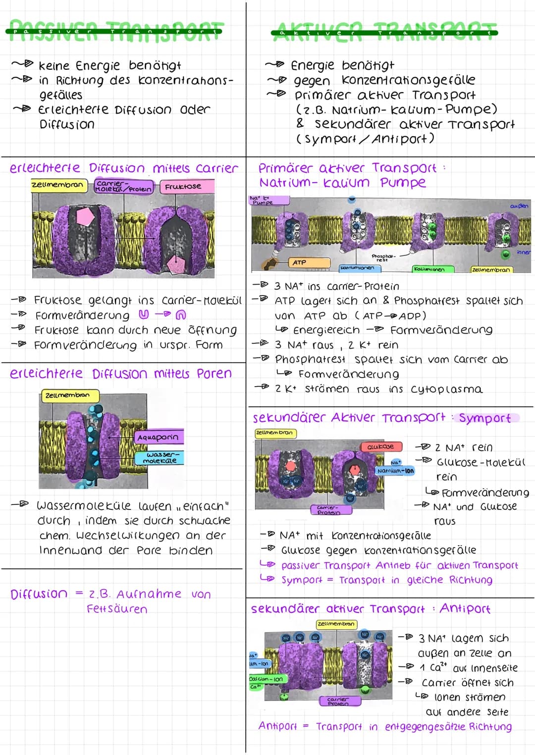 Biologie arbeit nr. 1.
Endoplasmah'sches
Retikulum (ER)
Chloroplast
Mitochondrium.
Cytoplasma
Zellmembran
(pflanzliche zelle)
«moleküle
cles