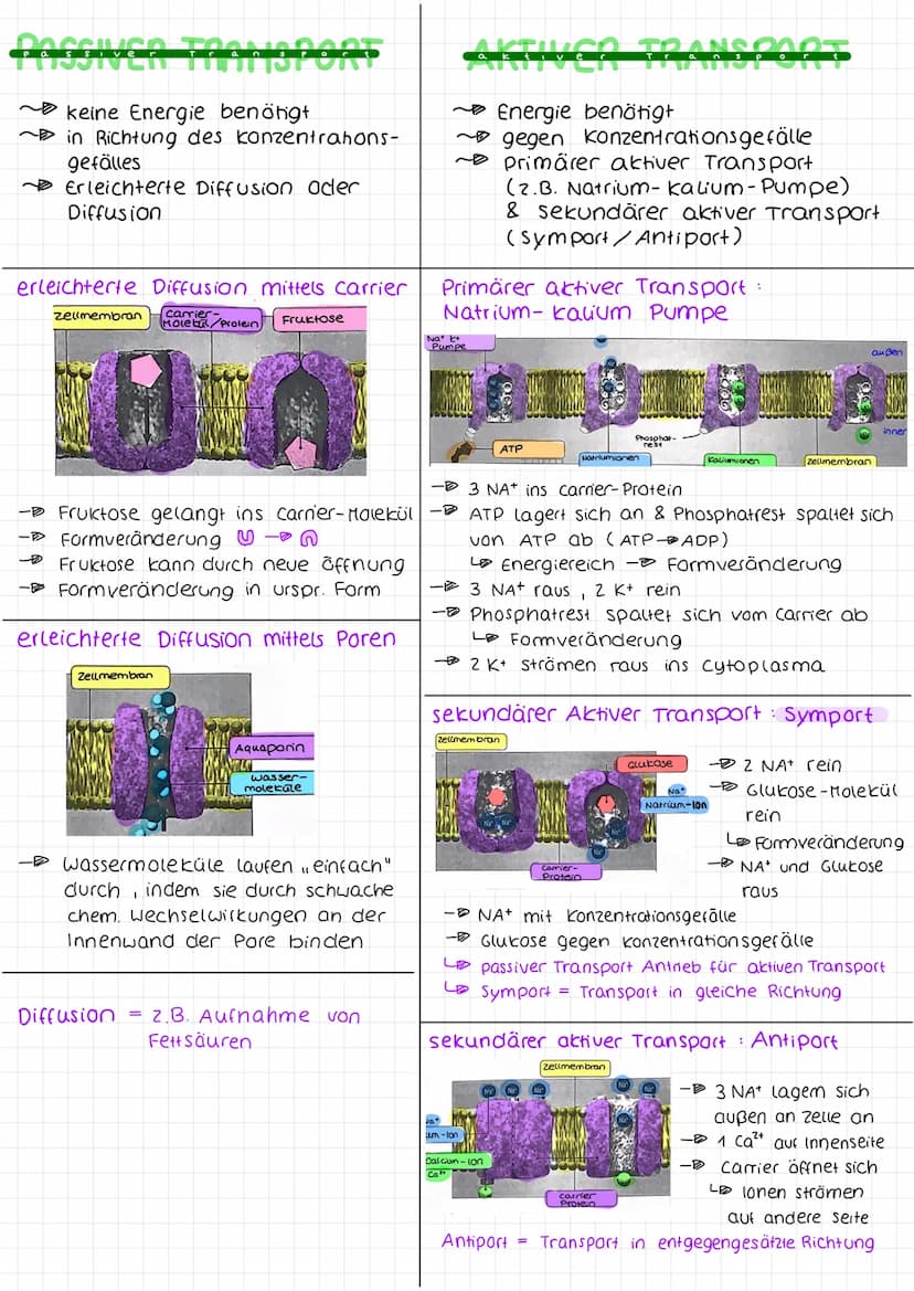 Biologie arbeit nr. 1.
Endoplasmah'sches
Retikulum (ER)
Chloroplast
Mitochondrium.
Cytoplasma
Zellmembran
(pflanzliche zelle)
«moleküle
cles