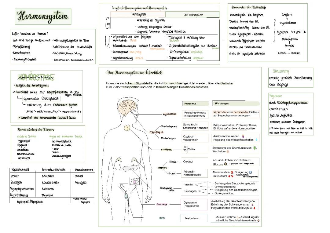 Hormonsystem 
