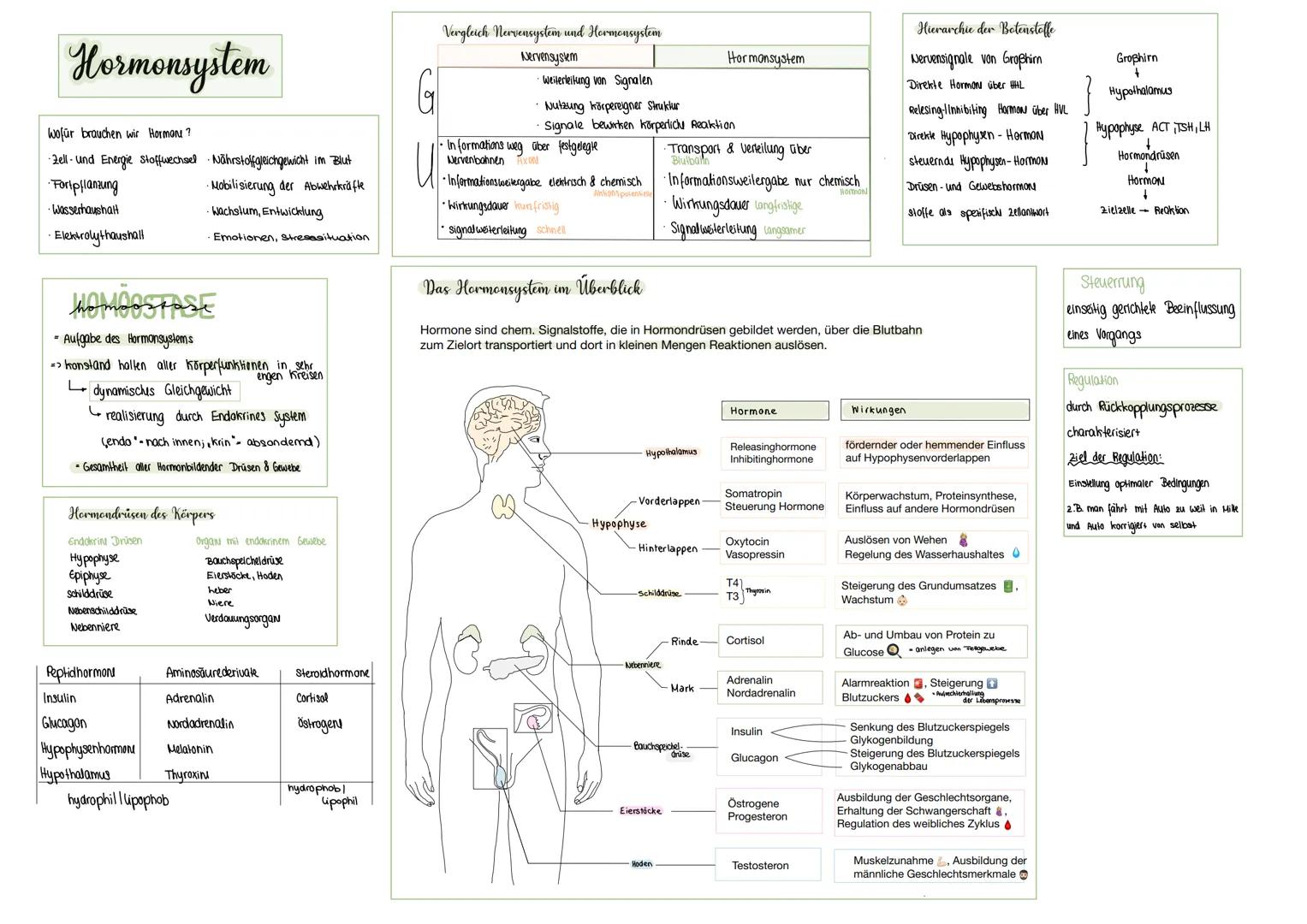 Hormonsystem
Wofür brauchen wir Hormone?
·•Zell- und Energie Stoffwechsel
•Fortpflanzung
•Wasserhaushalt
• Elektrolythaushalt
homeostase
- A