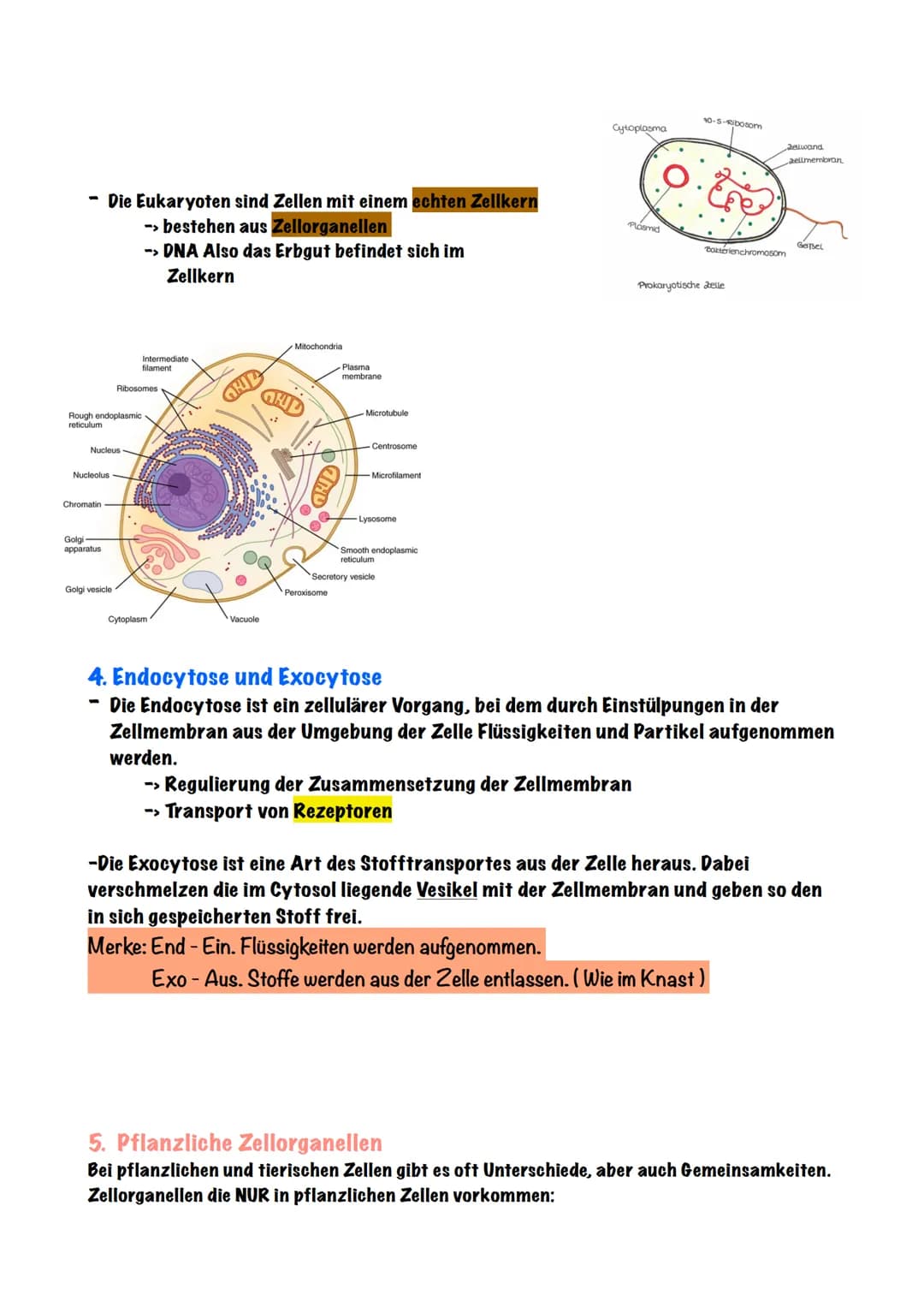 Biologie - Zellen
1. Die Zelltheorie
Die Zelltheorie lässt sich in zwei einfachen Schritten erklären,
Eigentlich besagt sie nur:
Jeder Organ