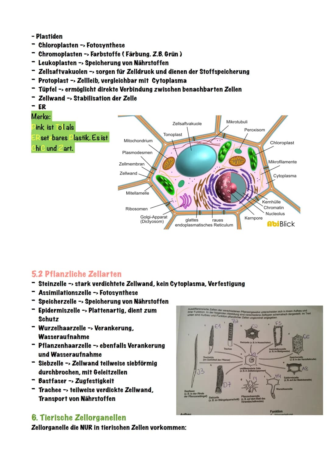 Biologie - Zellen
1. Die Zelltheorie
Die Zelltheorie lässt sich in zwei einfachen Schritten erklären,
Eigentlich besagt sie nur:
Jeder Organ