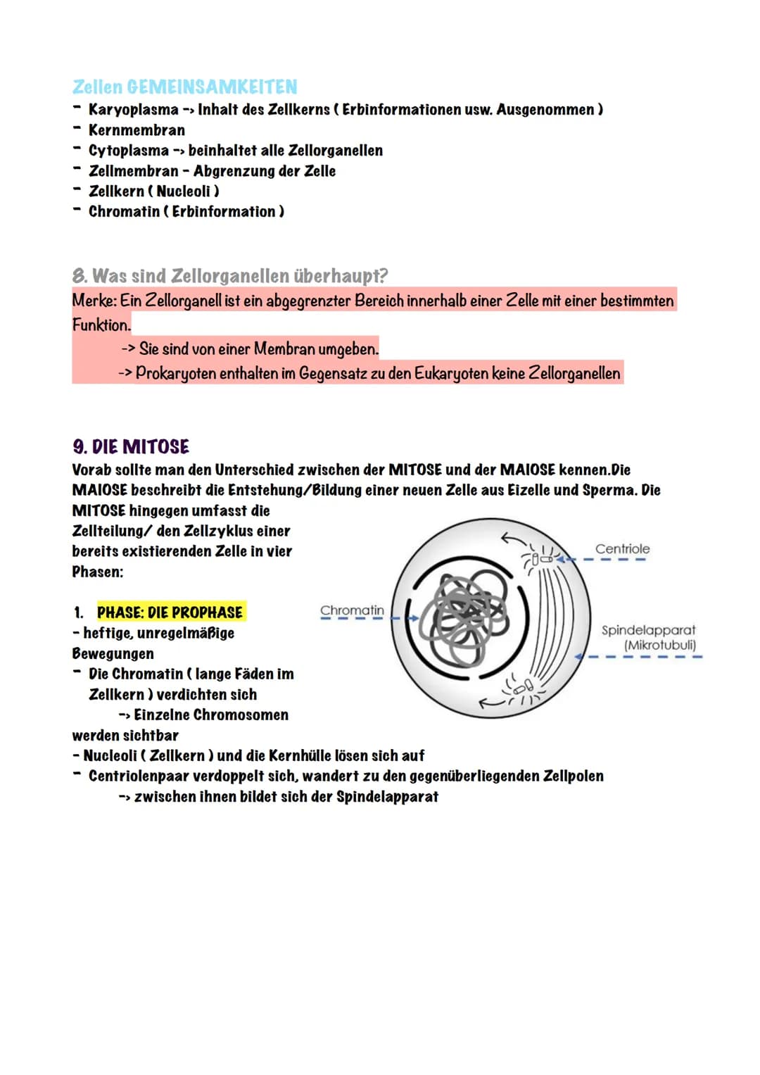Biologie - Zellen
1. Die Zelltheorie
Die Zelltheorie lässt sich in zwei einfachen Schritten erklären,
Eigentlich besagt sie nur:
Jeder Organ